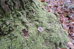 IMG_20241227_142256814_HDR