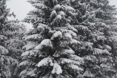 IMG_20260218_121535779