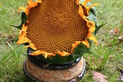 IMG_20250902_164012925_HDR