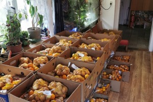Distribuce potravinové pomoci podzim 2021